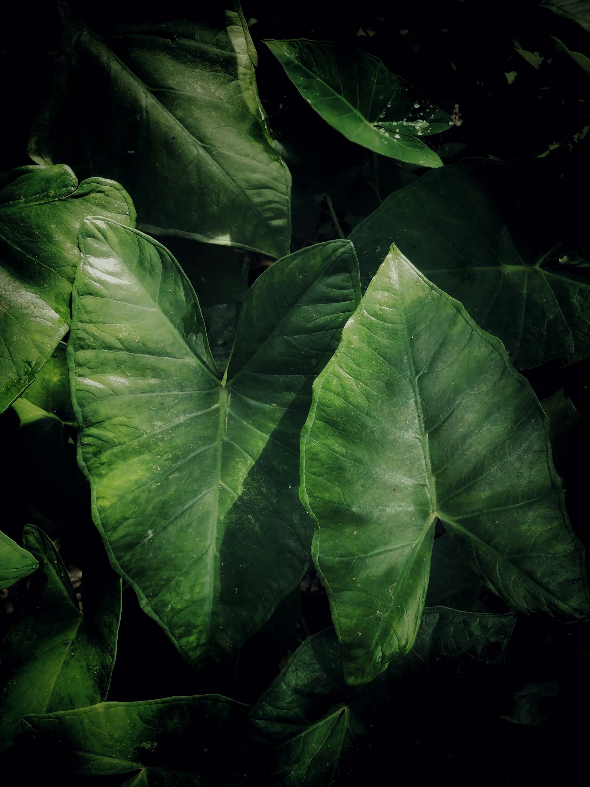 Lush green tropical leaves